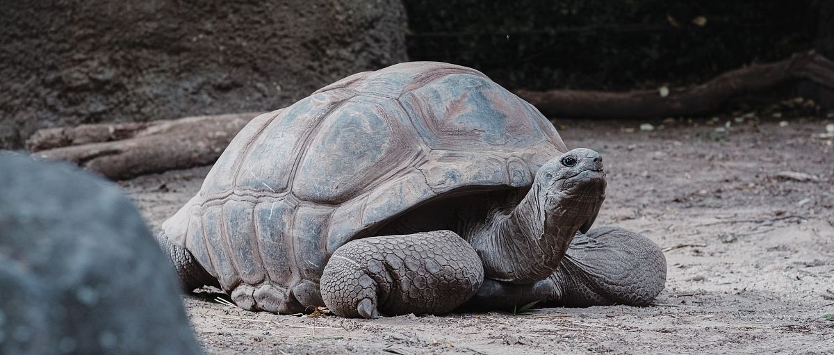 tortoise crawling on ground near rock